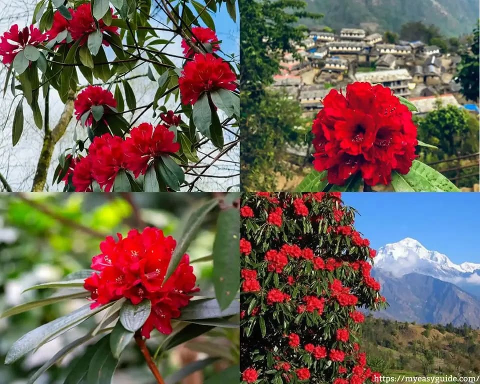 Exploring the National Flower of Nepal: Rhododendron