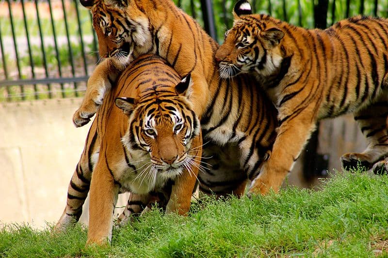 Best Time to Visit Chitwan National Park: A Month-by-Month Guide for 2026/27